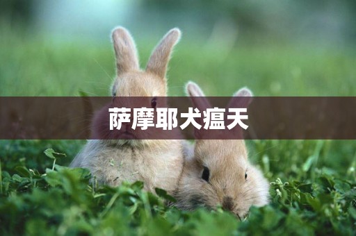 薩摩耶犬瘟天