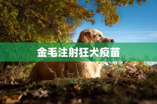 金毛注射狂犬疫苗