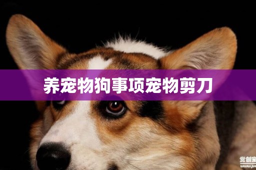 養寵物狗事項寵物剪刀