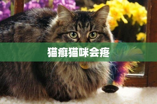 貓癬貓咪會疼