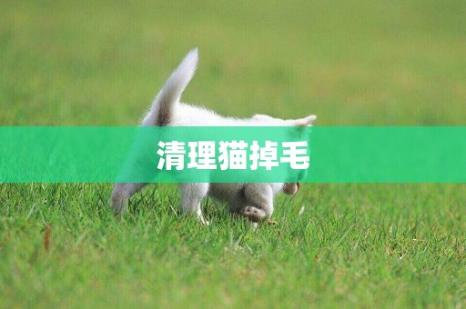 清理貓掉毛