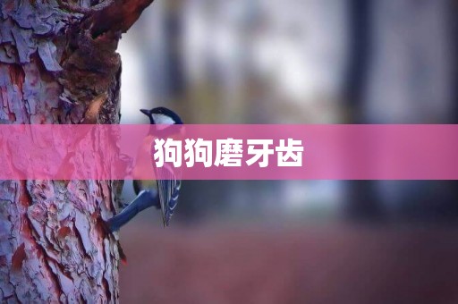 狗狗磨牙齒