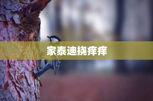 家泰迪撓癢癢
