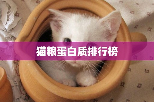貓糧蛋白質排行榜