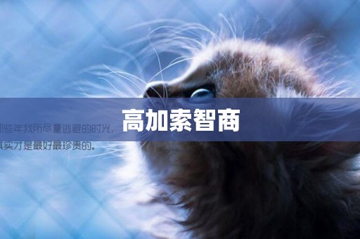 高加索智商