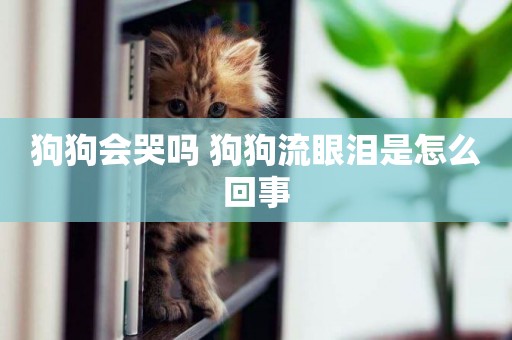 狗狗會哭嗎 狗狗流眼淚是怎么回事