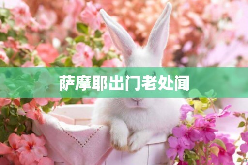 薩摩耶出門老處聞