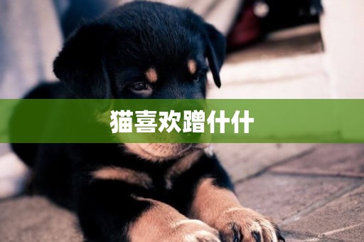 貓喜歡蹭什什