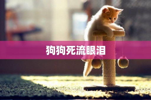 狗狗死流眼淚