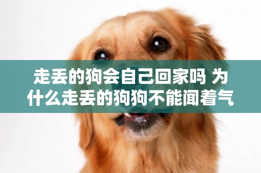 走丟的狗會自己回家嗎 為什么走丟的狗狗不能聞著氣味回家