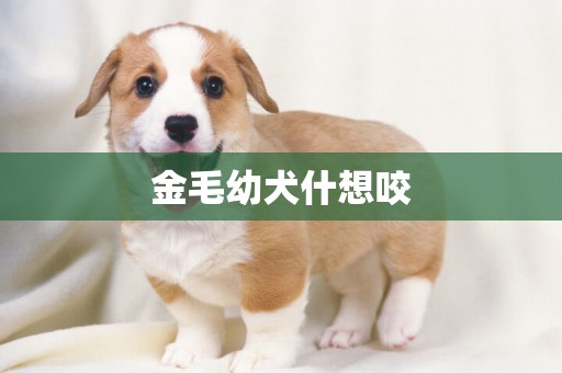 金毛幼犬什想咬