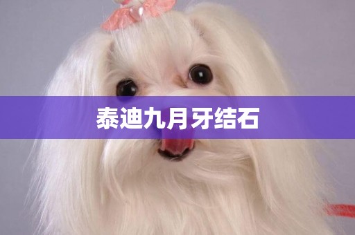 泰迪九月牙結石