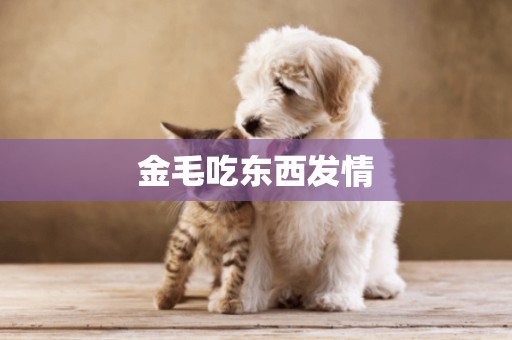 金毛吃東西發情