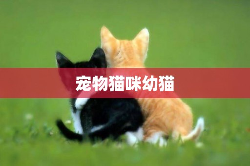 寵物貓咪幼貓