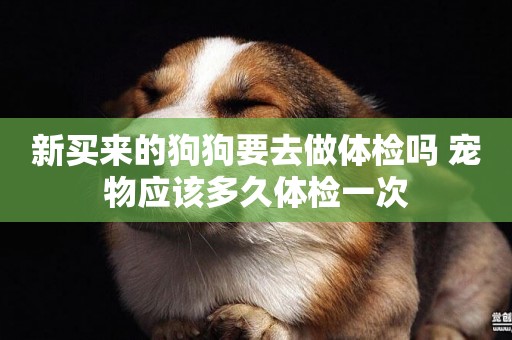 新買來的狗狗要去做體檢嗎 寵物應該多久體檢一次