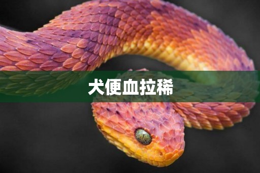 犬便血拉稀