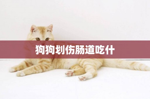 狗狗劃傷腸道吃什