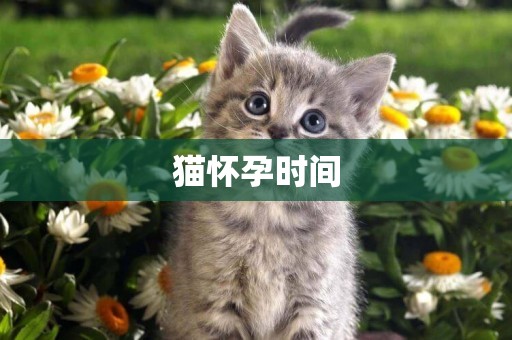 貓懷孕時間