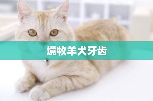 境牧羊犬牙齒