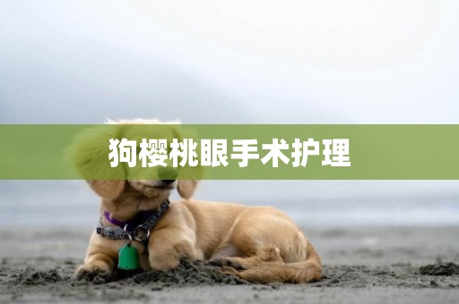 狗櫻桃眼手術護理