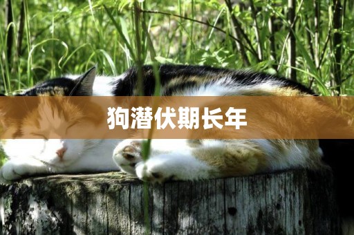 狗潛伏期長年