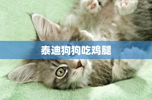 泰迪狗狗吃雞腿