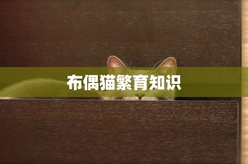 布偶貓繁育知識