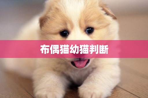 布偶貓幼貓判斷