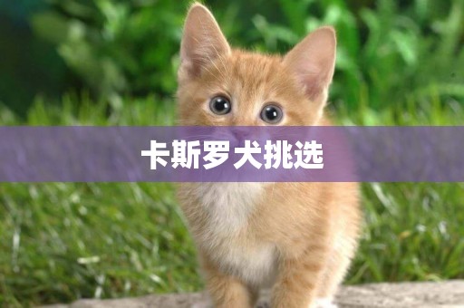 卡斯羅犬挑選
