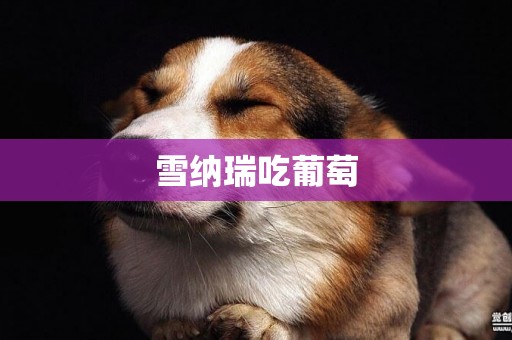 雪納瑞吃葡萄