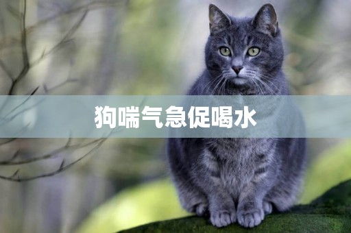 狗喘氣急促喝水