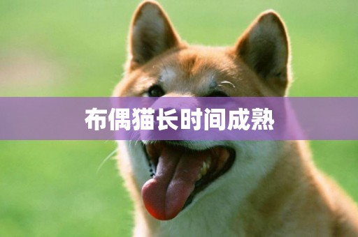 布偶貓長時間成熟