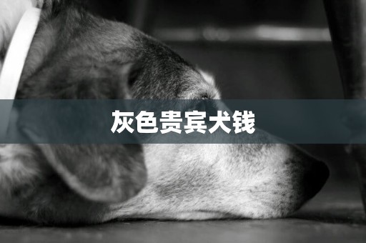 灰色貴賓犬錢