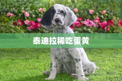 泰迪拉稀吃蛋黃