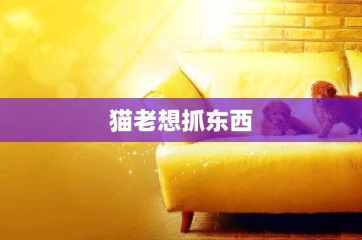 貓老想抓東西
