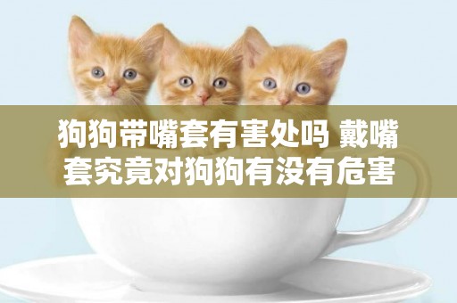 狗狗帶嘴套有害處嗎 戴嘴套究竟對狗狗有沒有危害