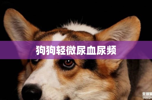 狗狗輕微尿血尿頻