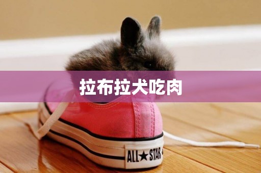 拉布拉犬吃肉