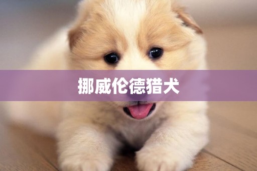挪威倫德獵犬