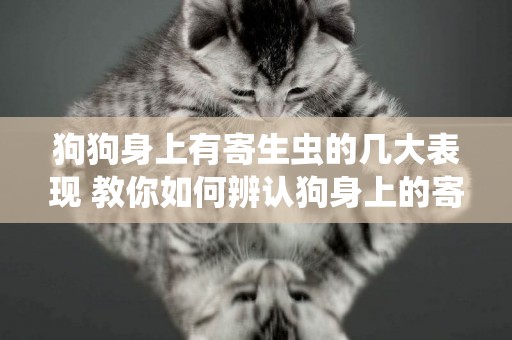 狗狗身上有寄生蟲的幾大表現 教你如何辨認狗身上的寄生蟲
