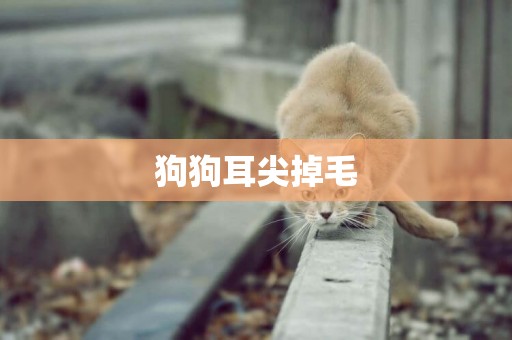 狗狗耳尖掉毛