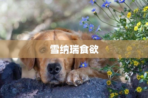 雪納瑞食欲