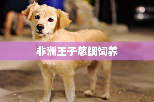 非洲王子慈鯛飼養
