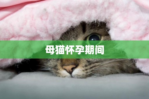 母貓懷孕期間