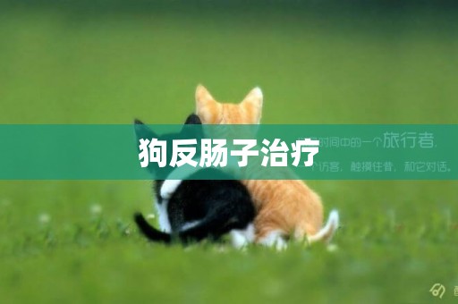 狗反腸子治療
