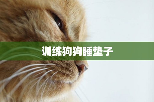 訓練狗狗睡墊子