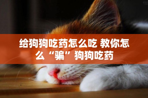 給狗狗吃藥怎么吃 教你怎么“騙”狗狗吃藥