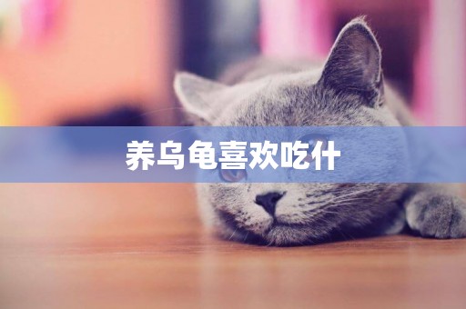 養烏龜喜歡吃什