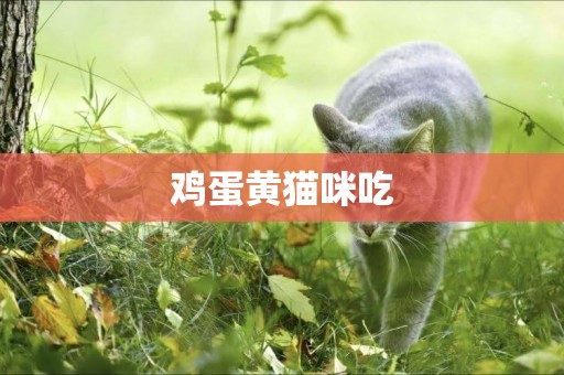 雞蛋黃貓咪吃