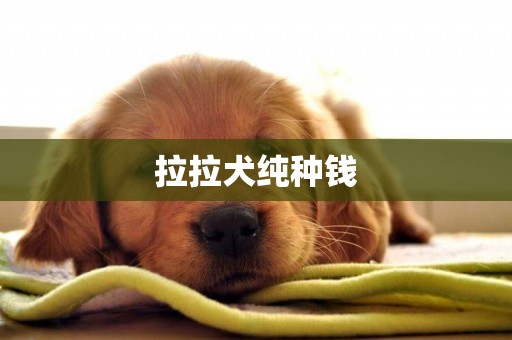 拉拉犬純種錢
